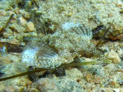 Eurypegasus draconis (Zwergflügelrossfisch)